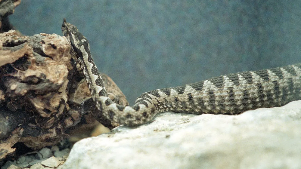 Poleg modrasa (na sliki) sta pri nas strupena še navadni in laški gad. 