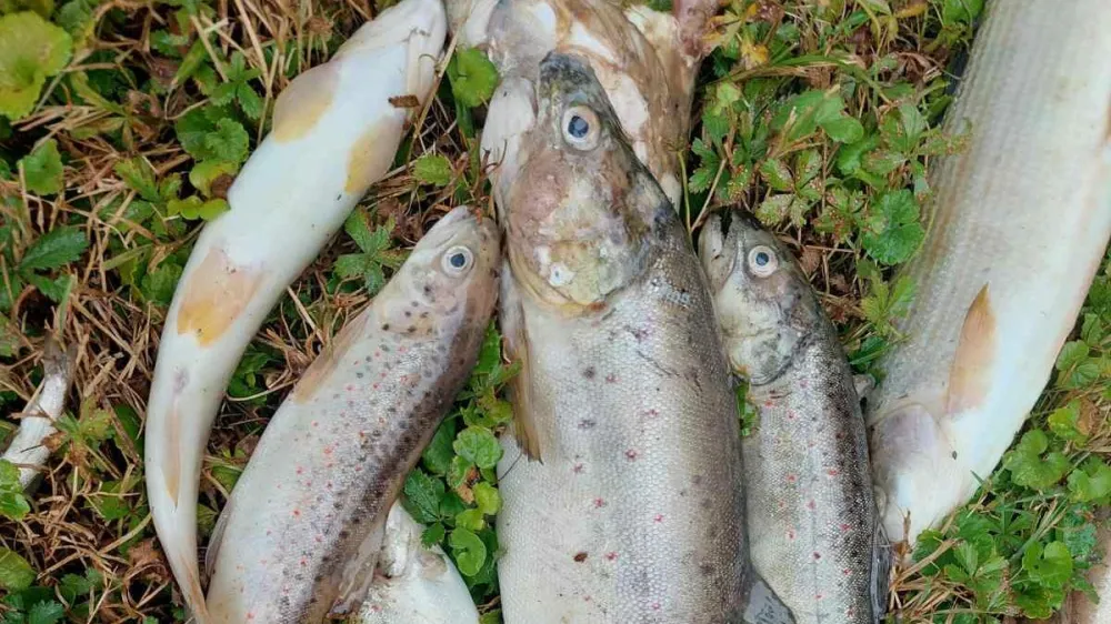 RD Bistrica Domžale