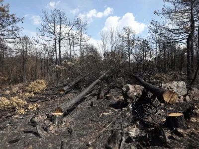 - 26.07.2022 - Kras - požar - pogorišče po požaru na Krasu - drevesa<br><br><br>//FOTO: Tomaž Skale
