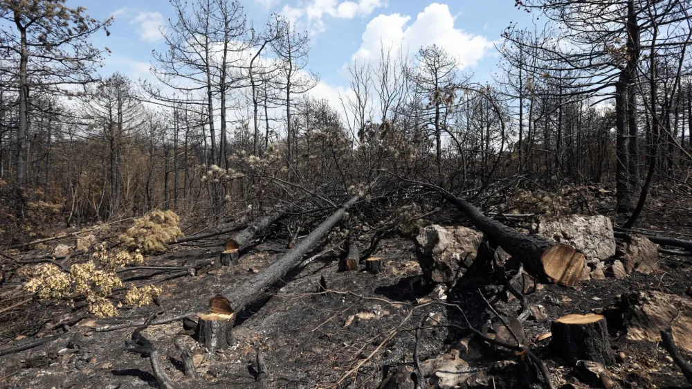 - 26.07.2022 - Kras - požar - pogorišče po požaru na Krasu - drevesa<br><br><br>//FOTO: Tomaž Skale