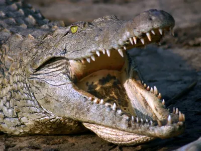 Nile Crocodile