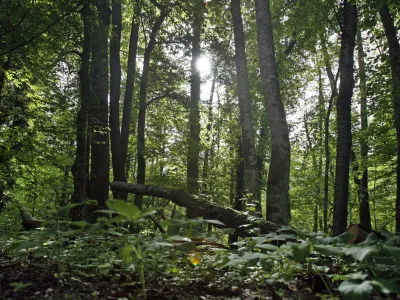 - Občina Kostel 2013 - kostelski gozdovi - gozd - narava//FOTO: Toma Skale 