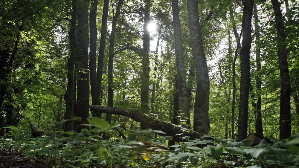 - Občina Kostel 2013 - kostelski gozdovi - gozd - narava//FOTO: Toma Skale 