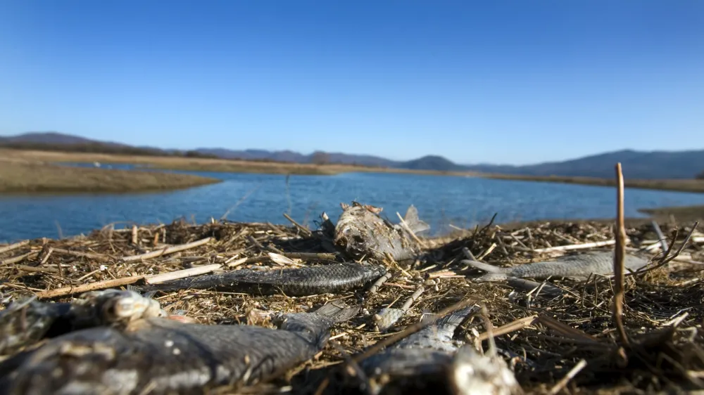 Cerkniko jezero, naplavljene mrtve ribe.    //FOTO: Bojan Velikonja