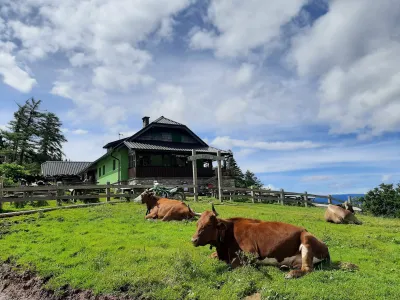 Okras priljubljene izletniške točke na južnem pobočju Begunjščice je govedo na paši.&nbsp;