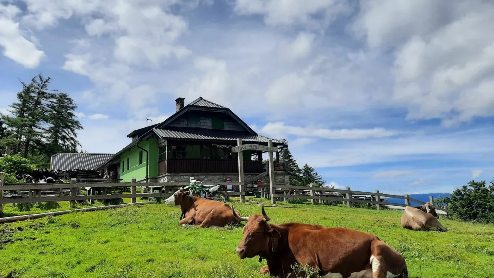 Okras priljubljene izletniške točke na južnem pobočju Begunjščice je govedo na paši.&nbsp;