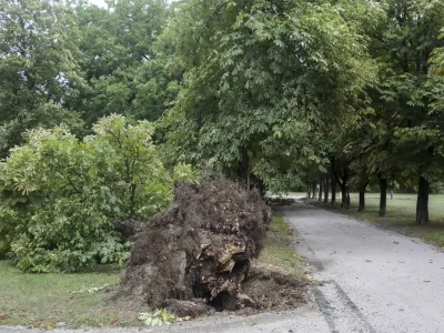 - 18.08.2022 – neurje v Ljubljani - podrta drevesa - Tivoli //FOTO: Jaka Gasar