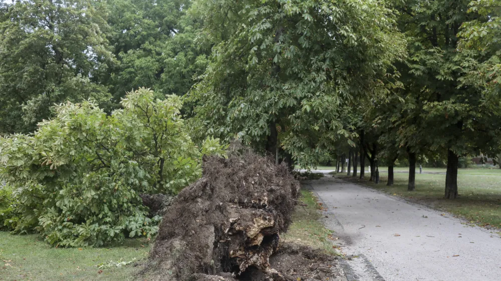 - 18.08.2022 – neurje v Ljubljani - podrta drevesa - Tivoli //FOTO: Jaka Gasar