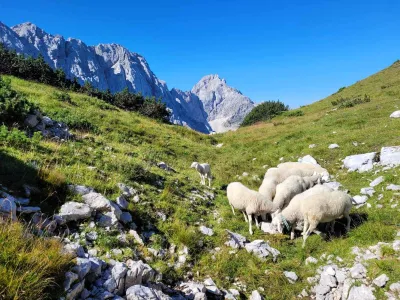 Jezersko-solčavska ovca je avtohtona pasma ovc. Potem ko je Andrej Karničar letos na planino pospremil 25-glavo čredo ovac, jo je že po desetih dneh paše napadel medved. Danes se jih nad Ledinskim vrhom nad Kranjsko kočo pase le še 14.&nbsp;