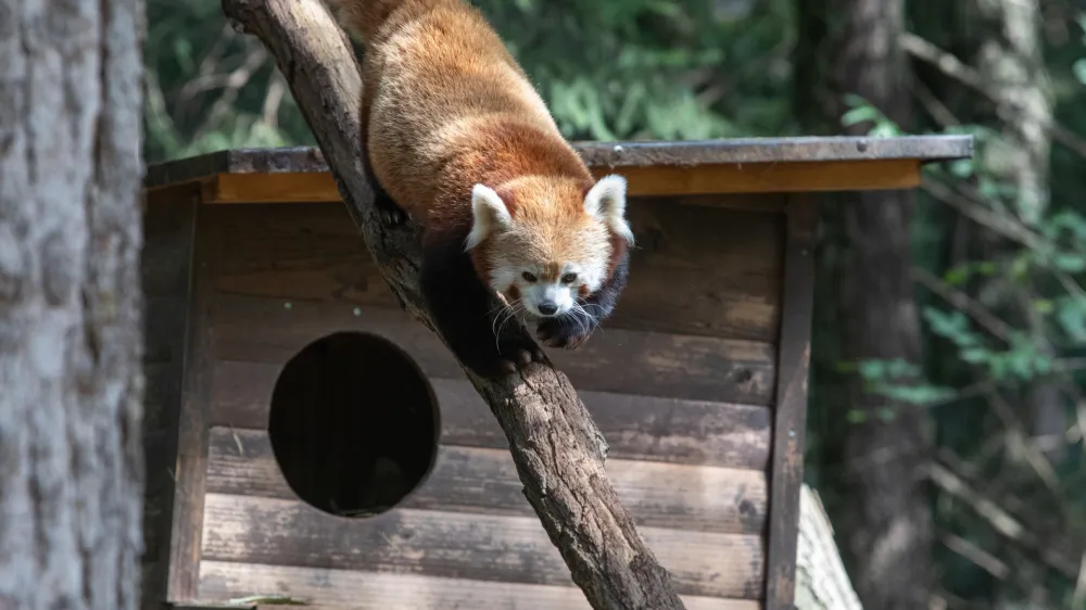 Mačji panda - 14.09.2022 – Živalski vrt ZOO Ljubljana - prvi mladič mačjega pande, ki se je skotil v ZOO Ljubljana. //FOTO: Luka Cjuha
