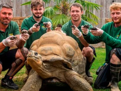 Navdušeni oskrbniki želvaka Dirka z njegovim podmladkom. F BNPS