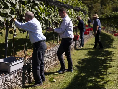 - 19.09.2022 - Plečnikove Šance na Ljubljanskem gradu - Grajski vinograd – 5. trgatev bele sorte belpin (chardonnay) in rdeče sorte rdečegrajc (zweigelt) – vinska trta -  //FOTO: Nik Erik Neubauer