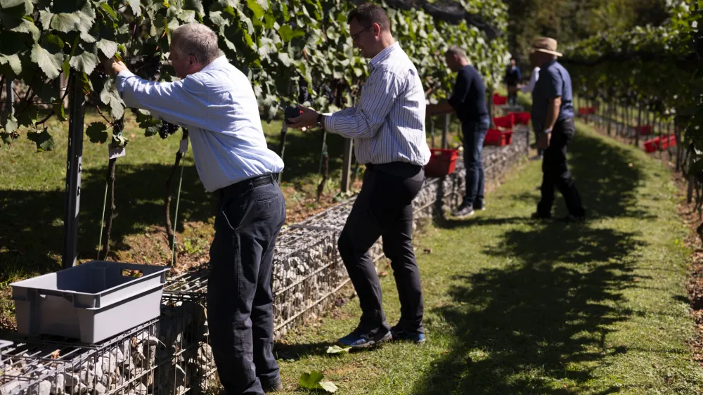 - 19.09.2022 - Plečnikove Šance na Ljubljanskem gradu - Grajski vinograd – 5. trgatev bele sorte belpin (chardonnay) in rdeče sorte rdečegrajc (zweigelt) – vinska trta -  //FOTO: Nik Erik Neubauer