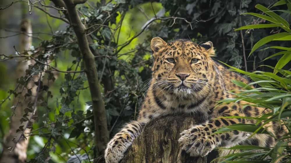 Amur leopard on a tree looking into the camera.