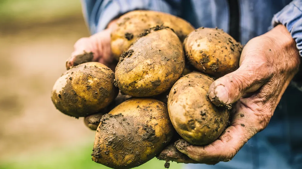 Old hand of farmer holding fresh organic potatoes.