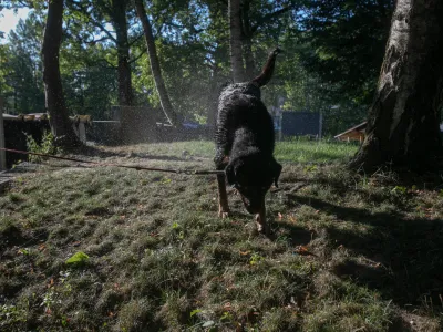 20.07.2022 - vročinski val - visoka temperatura- suša - nizek vodostaj rek - reka Sava v TacnuFoto: Luka Cjuha