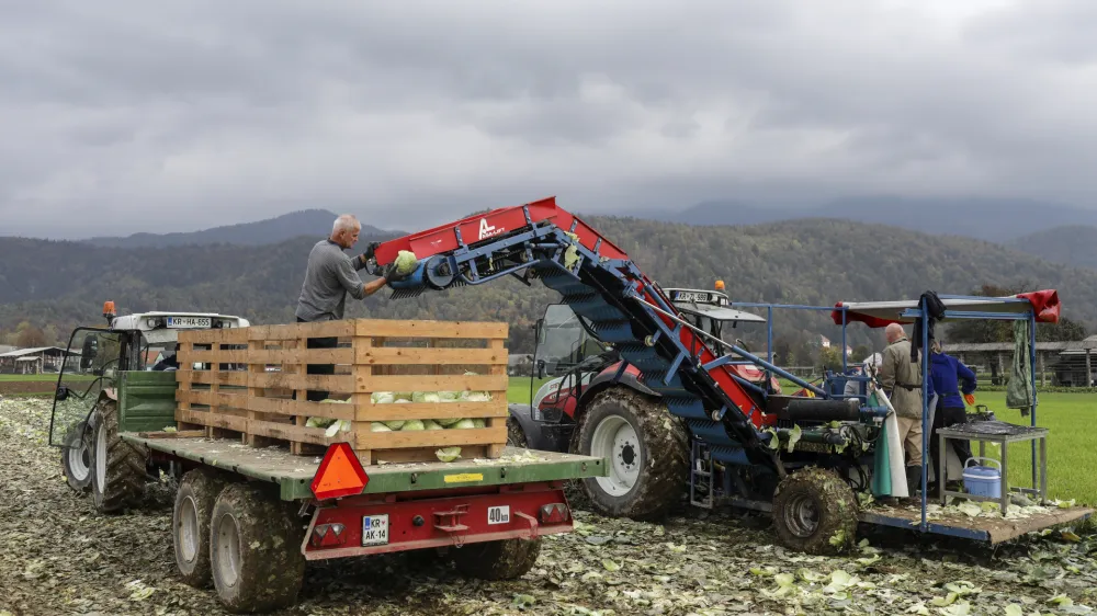 - 24.10.2022 - Kmetija &Scaron;ipec, pridelava in predelava kislega zelja, Če&scaron;njevek 22, Cerklje na Gorenjskem &ndash; zelje, kmetovanje, njiva, polje, pobiranje pridelka //FOTO: Jaka Gasar