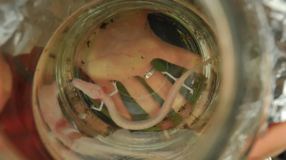 ﻿Kompolje, Dobrepolje,<br>v kleti po sanaciji poplav, najden proteus, cloveska ribica,