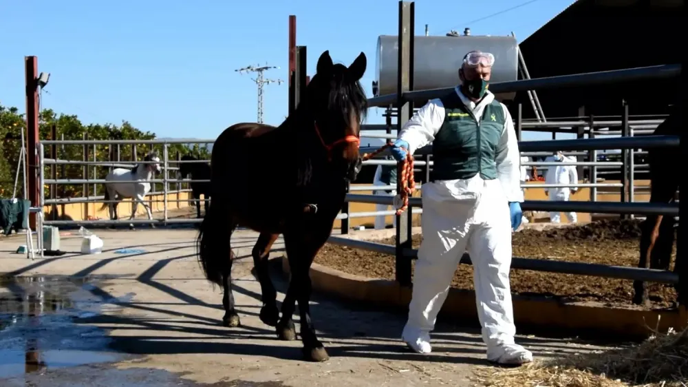 Konji na nelegalni farmi so živeli v povsem neprimernih razmerah in brez veterinarskega nadzora.