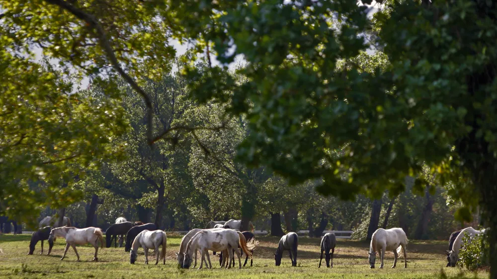 - LIPICA 2012 - kobilarna - vzreja svetovno znanih konjev lipicancev, konj - lipicanec - lipicanci//FOTO: Bojan Velikonja