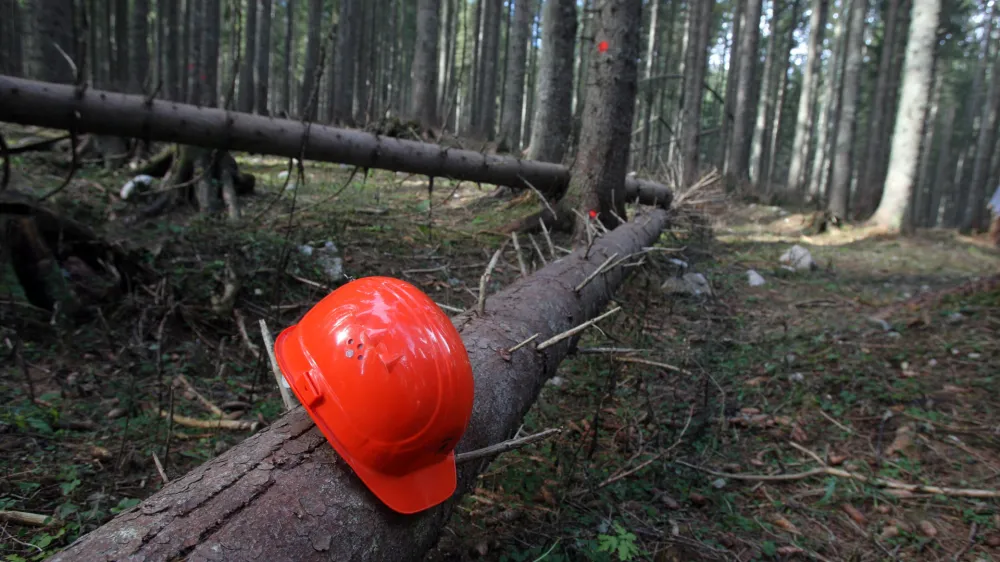 - Pokljuka - poklju&scaron;ki gozdovi gostili politike - Zavod za gozdove Slovenije je povabil člane odbora DZ za za kmetijstvo, gozdarstvo in prehrano, da bi se na lastne oči prepričali kako poteka sečnja in spravilo v ujmah po&scaron;kodovanega lesa  ///FOTO: Luka CjuhaOPOMBA: ZA OBJAVO V ČASOPISU DNEVNIK