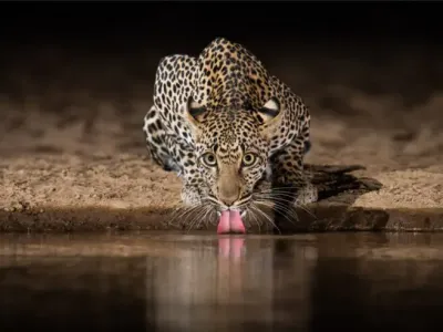 Po vodo so prišli tudi leopardi. 