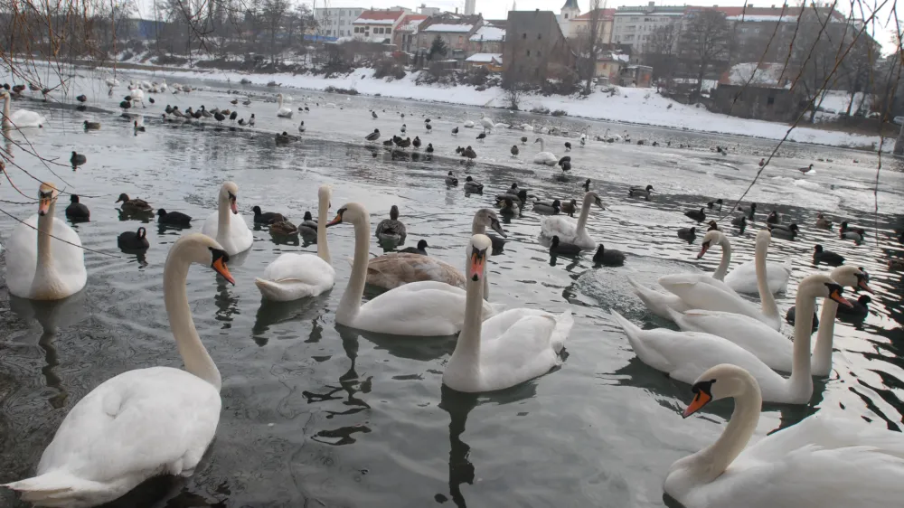 - ilustrativna fotografija - - labod - <br>- odkritje virusa - ptičja gripa tipa H5 pri labodih v Sloveniji, virus ptičje gripe - Maribor- Koblerjev zaliv - Drava, labod, <br>, // FOTO: Luka Cjuha<br><br>OPOMBA: ZA OBJAVO V ČASOPISU DNEVNIK