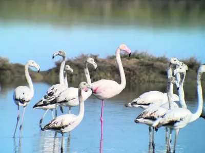 Plamenci, flamingo, soline<br>Iztok Zupan/Krajinski park Sečoveljske soline