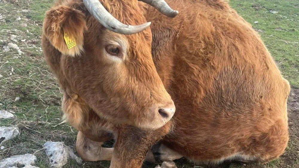 Istra, govedo, zanemarjanje živali. Foto: Dru&scaron;tvo za za&scaron;čito konj in ostalih živali