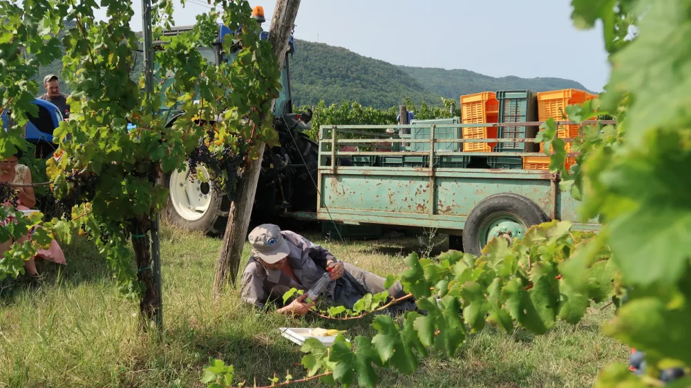 Trgatev 2022, 17. 8. 2022, vinogradi, Vinakoper, trgači, grozdje