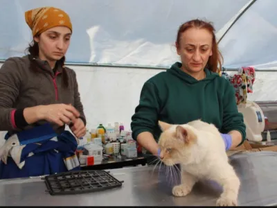 Veterinar Zinnet Patan, desno, in veterinarski tehnik Elif Akhan pregledujeta poškodovano mačko v terenski bolnišnici za živali v Antakiji [Patrick Keddie/Al Jazeera] 