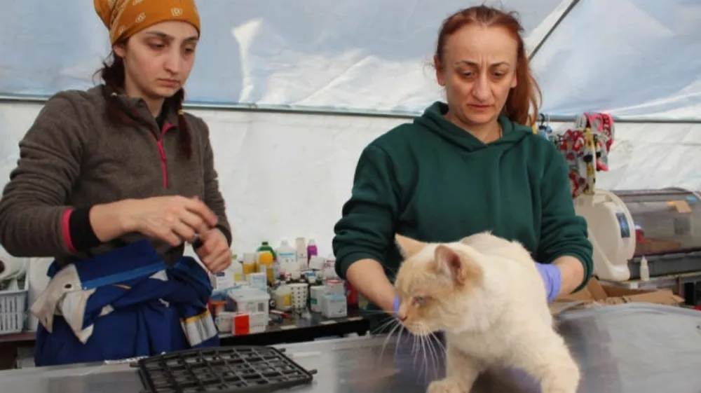 Veterinar Zinnet Patan, desno, in veterinarski tehnik Elif Akhan pregledujeta poškodovano mačko v terenski bolnišnici za živali v Antakiji [Patrick Keddie/Al Jazeera] 