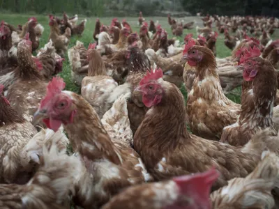 - koko&scaron;i - perutnina  - Prekmurje 2015 - Jesen na podeželju - kmetijstvo - poljedelstvo -   //FOTO: Luka CjuhaOPOMBA: ZA OBJAVO V PRILOGI &ndash; DNEVNIKOV OBJEKTIV - REPORTAŽA 2015.