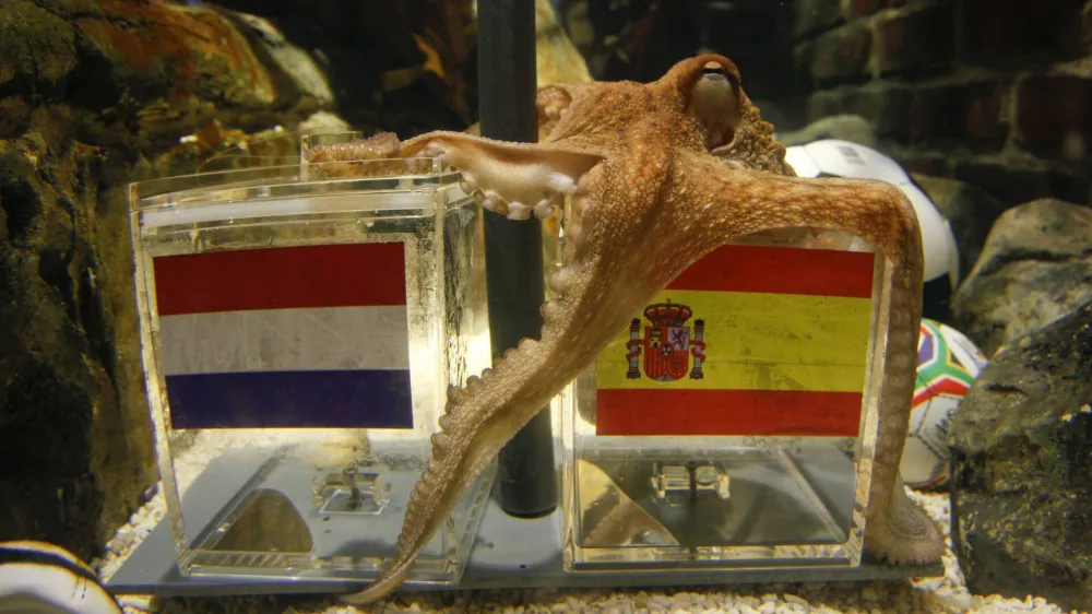 Two year-old octopus Paul, the so-called "octopus oracle" predicts Spain's 2010 soccer World Cup final victory over The Netherlands by choosing a mussel, from a glass box decorated with the Spanish national flag instead of a glass box with the Dutch flag, at the Sea Life Aquarium in the western German city of Oberhausen July 9, 2010. The octopus has became a media star after correctly picking all six German World Cup results including their first-round defeat against Serbia and their semi-final defeat against Spain.      REUTERS/Wolfgang Rattay (GERMANY - Tags: SPORT SOCCER WORLD CUP ANIMALS SOCIETY)
