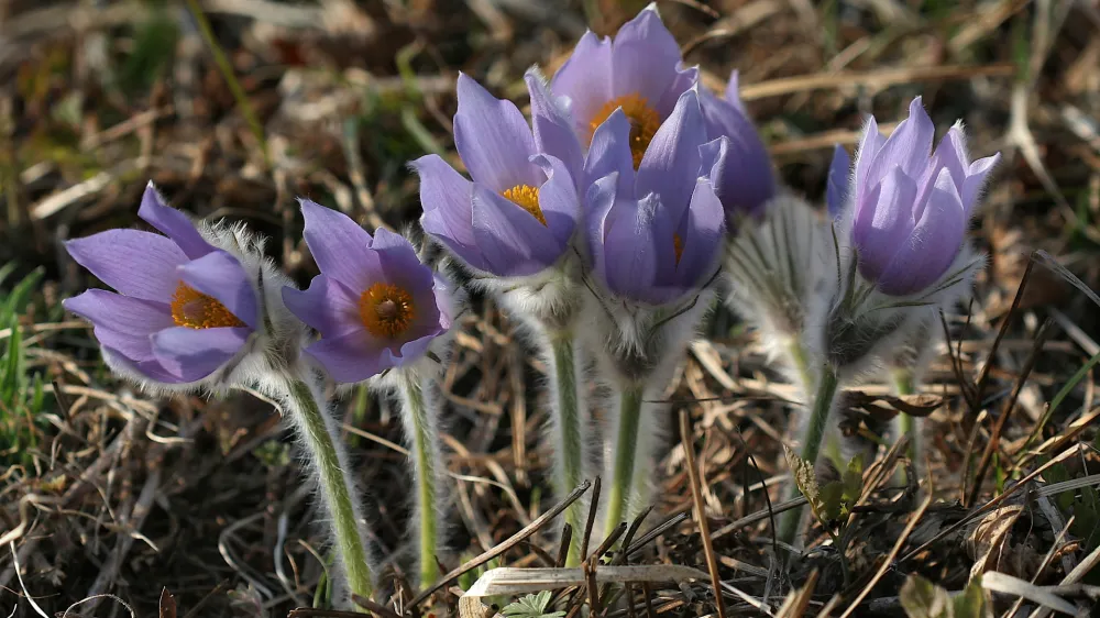 Velikonočnica rastlina za&scaron;čitena