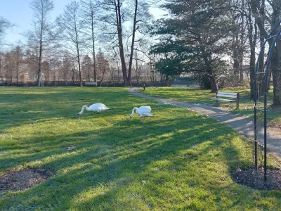 Samico laboda grbca, ki jo je novembra lani ob Tivolskem ribniku ugriznil pes, so vrnili na ribnik.