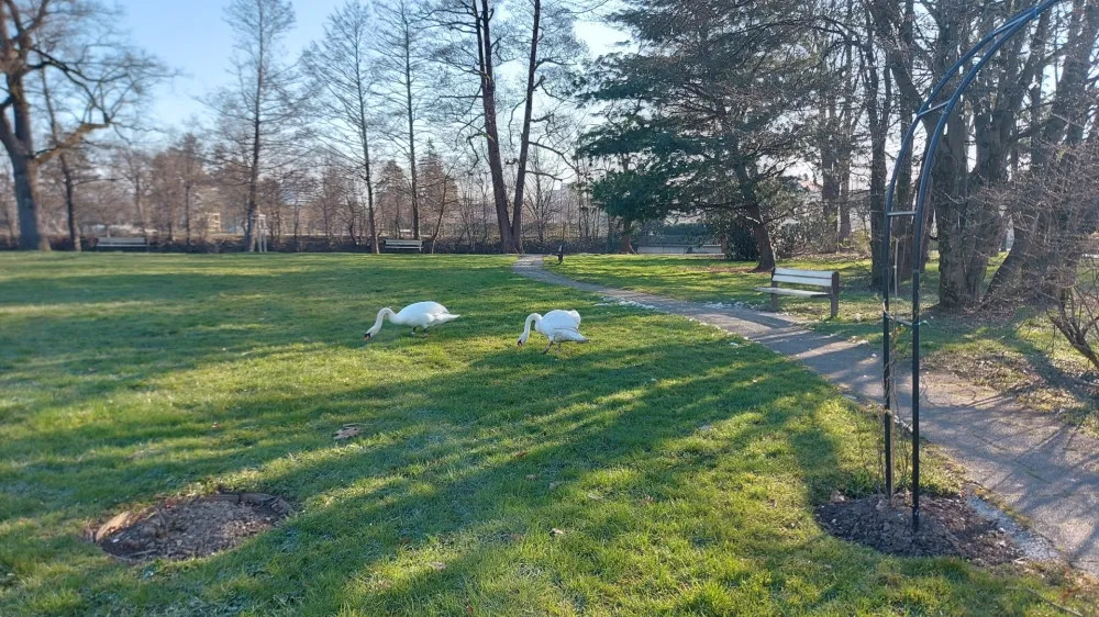 Samico laboda grbca, ki jo je novembra lani ob Tivolskem ribniku ugriznil pes, so vrnili na ribnik.