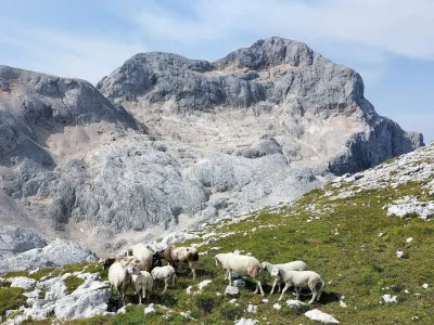 Površina triglavskega ledenika je leta 1955 merila okoli 14 hektarjev. Danes je tridesetkrat manjši, v njegovi okolici pa se pasejo ovce. 