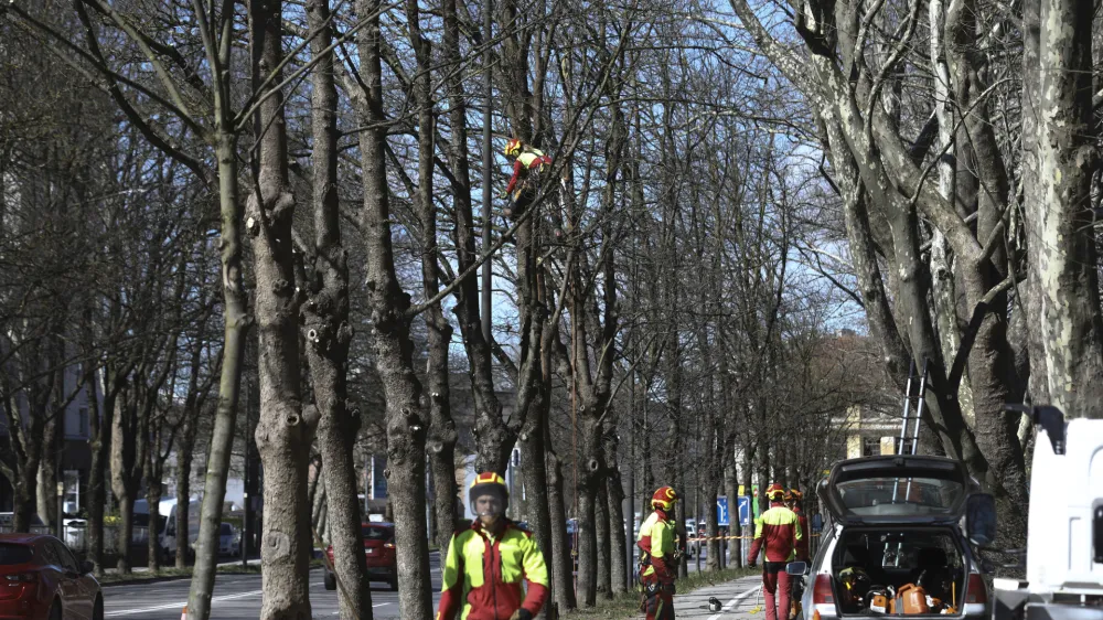 - 28.03.2023 – Topniška ulica v Ljubljani - redno obrezovanje dreves - //FOTO: Luka Cjuha