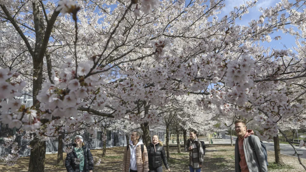 Cvetoče japonske če&scaron;nje napovedujejo toplej&scaron;i del leta.