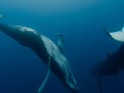 Kiti, varuhi planeta (Les gardiennes de la planete)