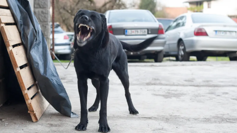 - 17.11.2015 - simbolična fotografija - pes na verigi - vrvica - zehanje - napad -   //FOTO: Maja Marko