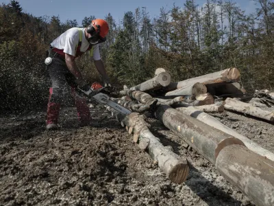 ﻿- Soško gozdno gospodarstvo Tolmin -  - Občina Idrija - sanacija poškodovanih gozdov sečnja in spravilo poškodovanega lesa - podrta - polomljena drevesa - gozdovi - gozd - les - hlodovina - gozdarstvo- 30.9.2014 - odpravljanje posledic po ledeni ujmi - sanacija po žledolomu - žledolom - ledena ujma -  ///FOTO: Luka CjuhaOPOMBA: ZA OBJAVO V PRILOGI – DNEVNIKOV OBJEKTIV - REPORTAŽA 2014.