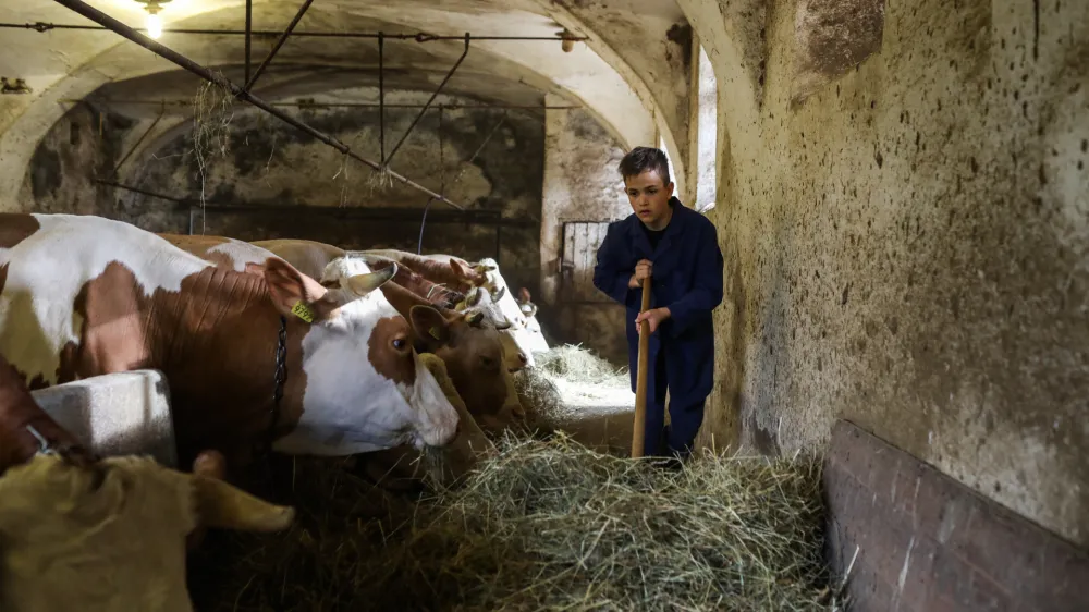 Aleksej Dober&scaron;ek, 12-letnik iz Zgornjih Gameljn svoj prosti čas najraje preživlja v &scaron;tali.- 25.03.2023 &ndash; Zgornje Gameljne - Kmetija Franca Junkerja - &scaron;esto&scaron;olec Aleksej po pouku najraje obi&scaron;če Frančevo kmetijo in mu pomaga pri oskrbi krav in drugih kmečkih opravilih - //FOTO: Bojan Velikonja