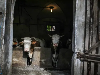 Krave, štala, živinoreja.- 25.03.2023 – Zgornje Gameljne - Kmetija Franca Junkerja - šestošolec Aleksej po pouku najraje obišče Frančevo kmetijo in mu pomaga pri oskrbi krav in drugih kmečkih opravilih - //FOTO: Bojan Velikonja