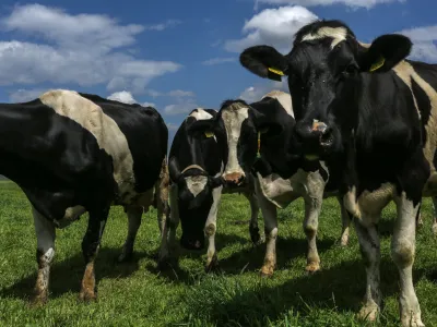 ﻿krave - kmetija Žampa - Levanjci v Občini Ptuj   - 12.05.2017 - reportaža o nevzdržni kmetijski birokraciji - ZA OBJEKTIV   //FOTO: Jaka Gasar