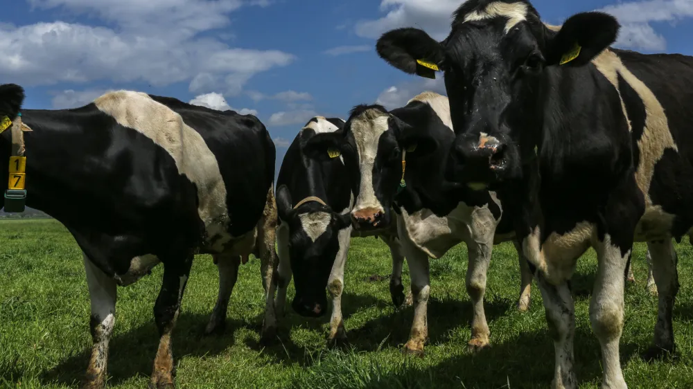 ﻿krave - kmetija Žampa - Levanjci v Občini Ptuj   - 12.05.2017 - reportaža o nevzdržni kmetijski birokraciji - ZA OBJEKTIV   //FOTO: Jaka Gasar