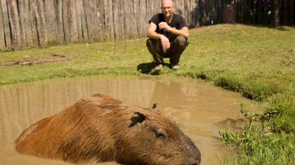 Kapibara Stinky Kapibara Stinky