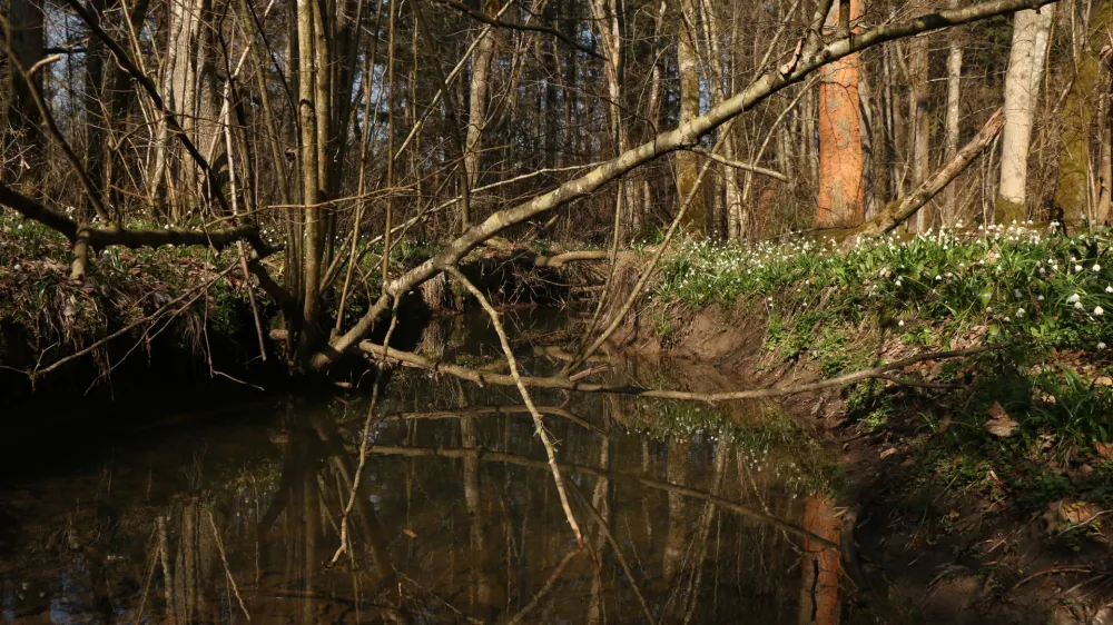 Na območju občine Domžale je še nekaj manjših, še nezavarovanih mokrišč, ki jih želijo zavarovati.