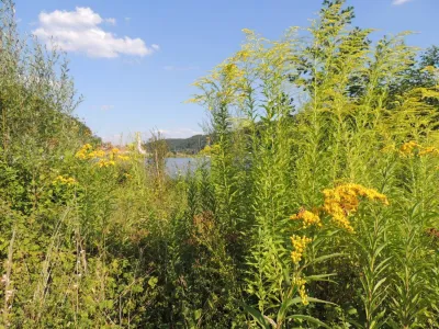 ﻿Orjaška zlata rozga